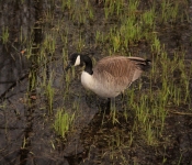 2014 04 27 WestwoodHills 022